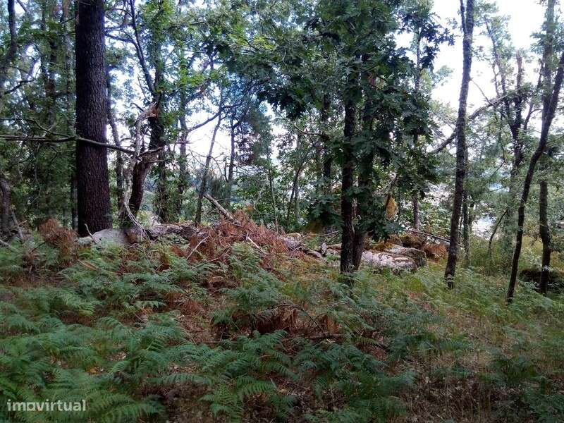 Terreno rústico em Urgueira, Valadares - Grande imagem: 5/7