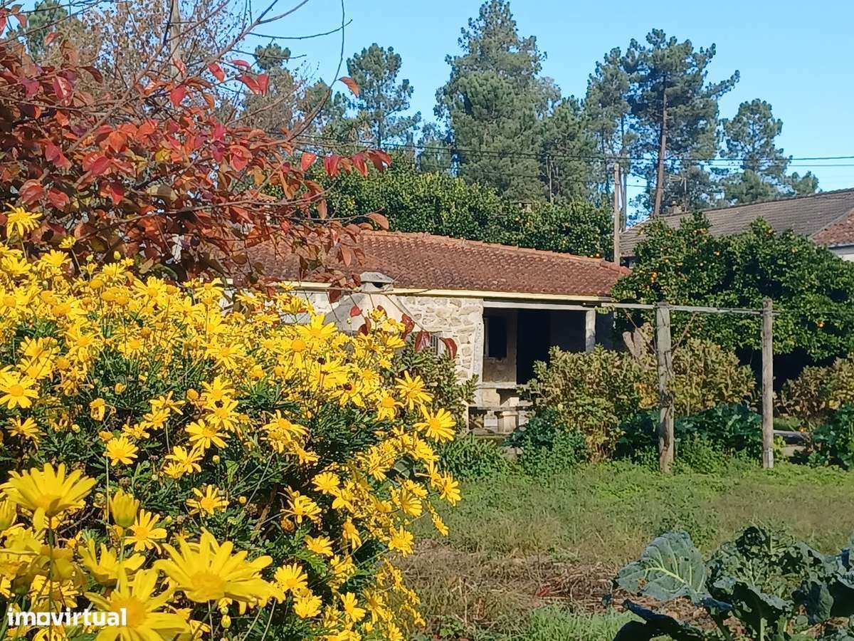 Mor.INDIVIDUAL  2300m2 de terreno + artigo urbano (Tipo T0)  em Lago-7