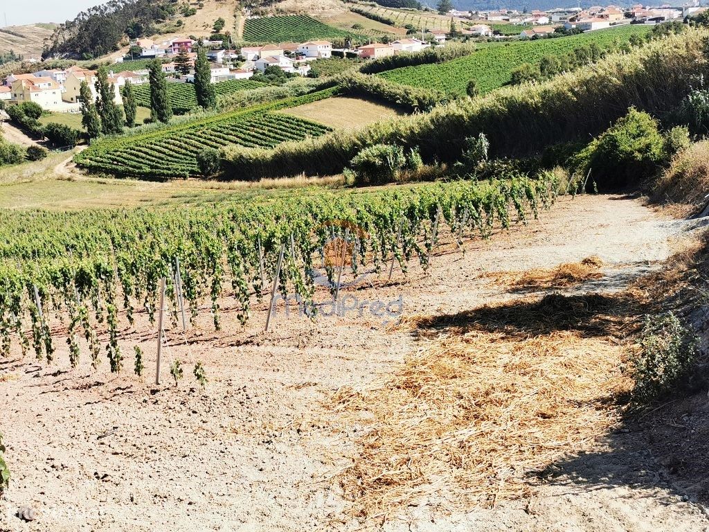 Terreno urbano 4.000 m2 | Ventosa, Torres Vedras