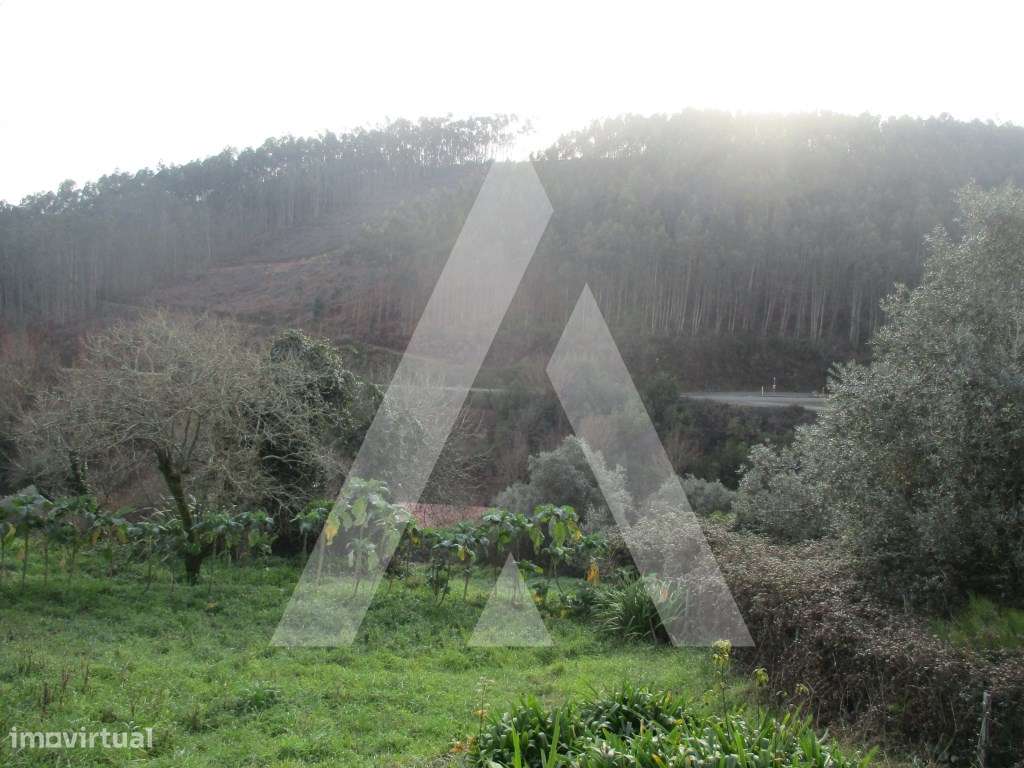 Terreno na zona de Anadia - Grande imagem: 2/7