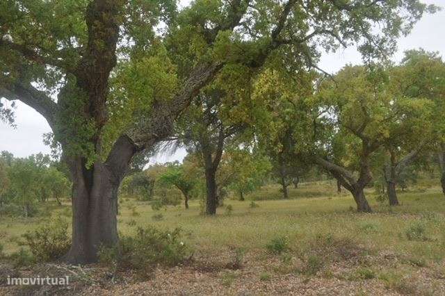 Herdade, para venda, Ponte de Sor - Foros de Arrão-4