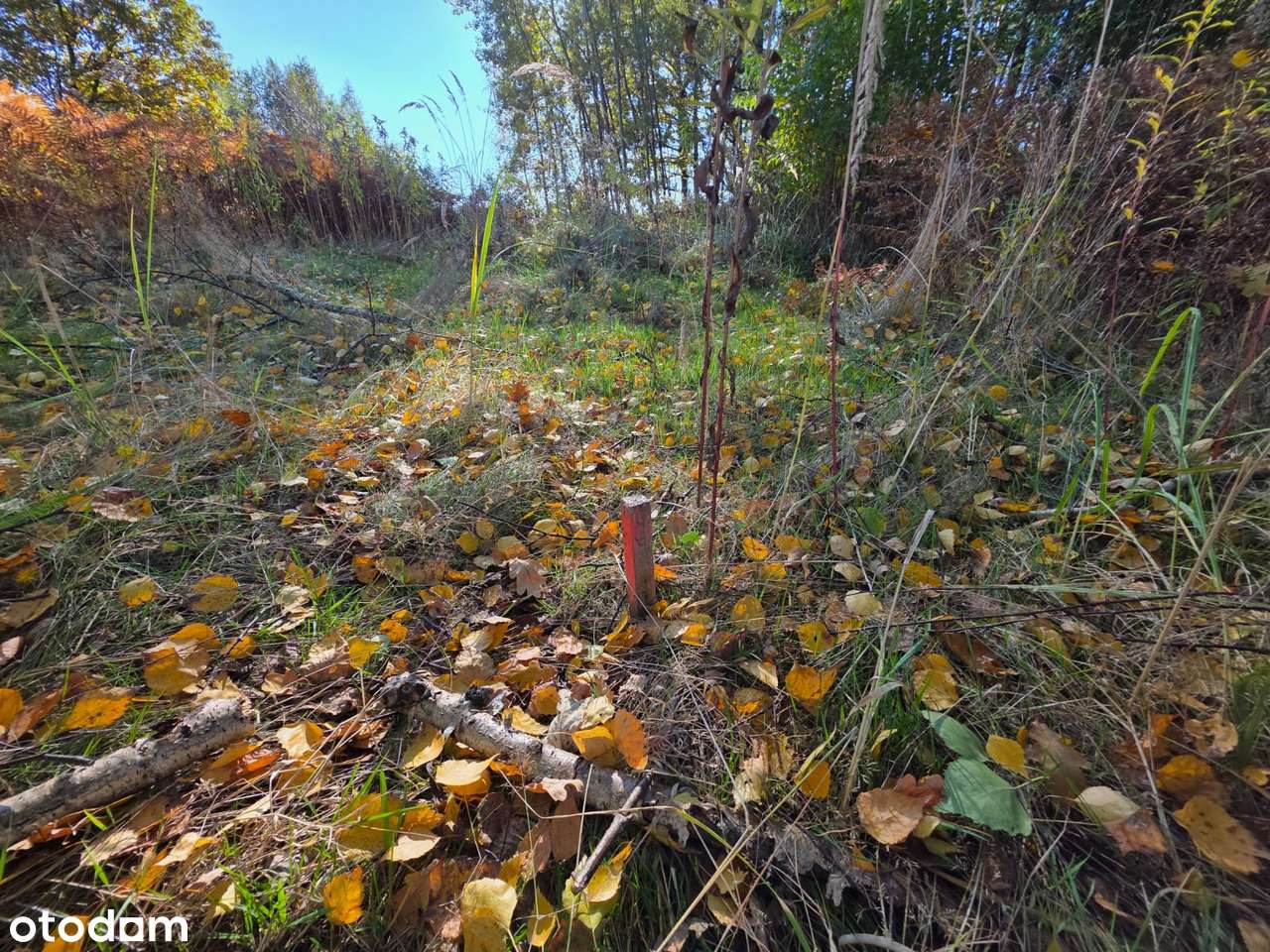 Imponująca powierzchnia w dobrej lokalizacji-4