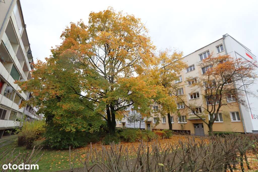 3 pok. z kuchnią, po remoncie, 4 min. tramwaj-13