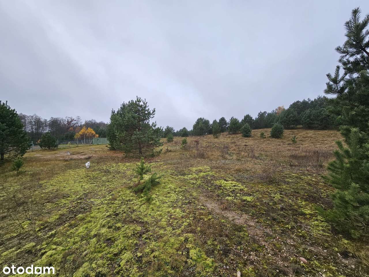 Łubiana | siedlisko i agroturystyka | otulina Wdzydzkiego Parku-4