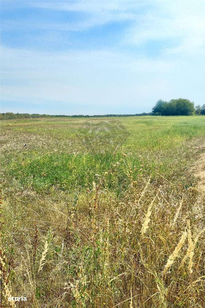 Teren intravilan de vanzare Lipanesti, parcelabil in loturi de 1000 mp - Imagine principală: 2/4