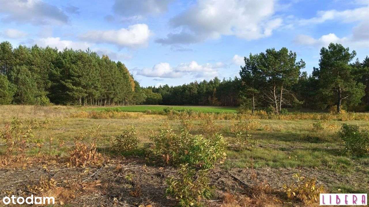 Tylko u nas! Działka, Godzimierz-8