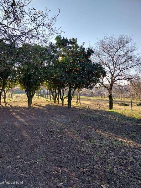 Terreno com 18 002 m2 - Grande imagem: 4/12