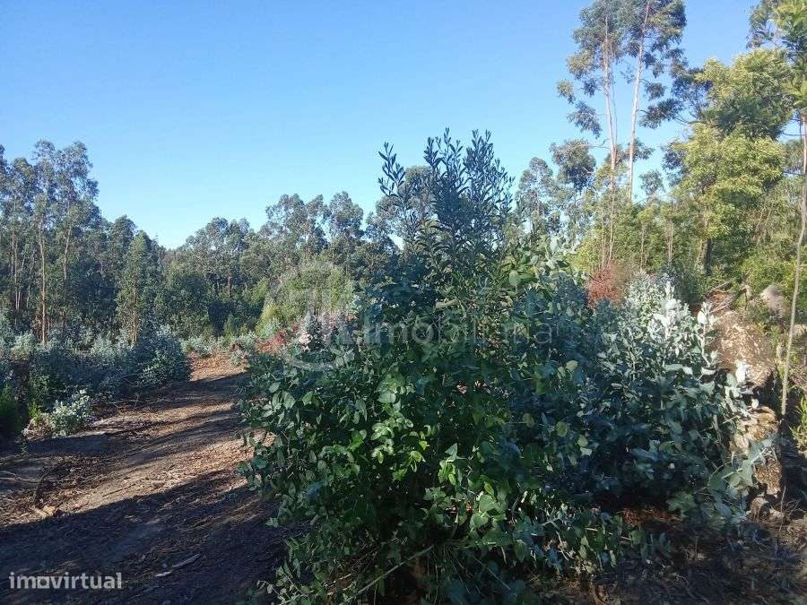Terreno Rústico, Croca - Grande imagem: 5/10
