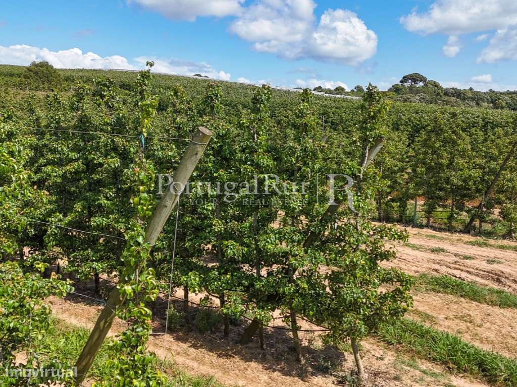 Exploração Agrícola com 37 ha e produção de Pera Rocha no Cadaval-33