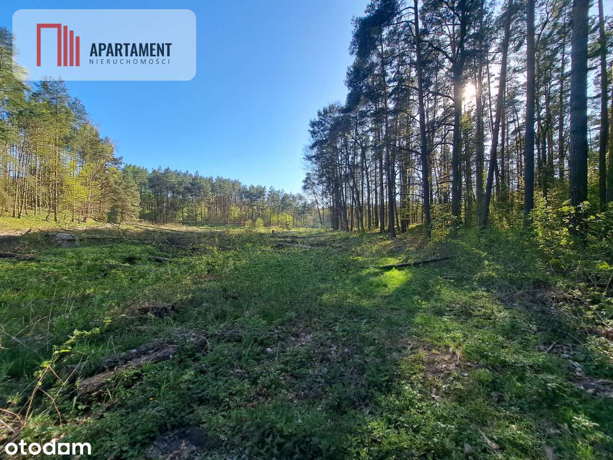 Działka Nad Jeziorem, Z Własnym Strumykiem - Pełny obrazek: 3/15