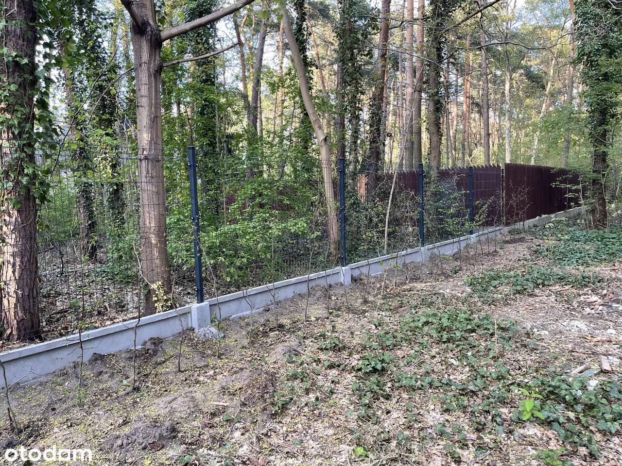 Zalesie Górne - Działka BUDOWLANA w środku sosnowego lasu - Pełny obrazek: 4/8