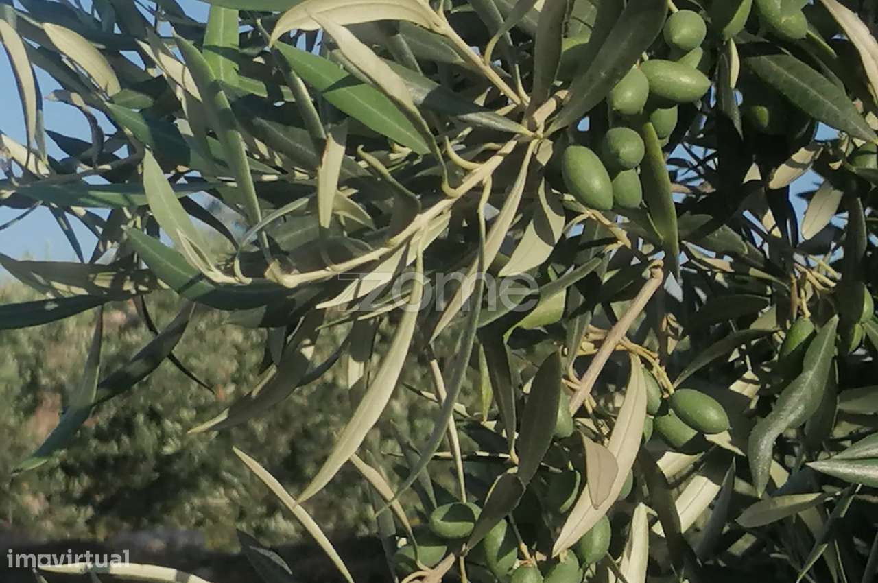 Terreno Agrícola com Rentabilidade (Olival, Amendoeiras) em Trevões - Grande imagem: 4/15