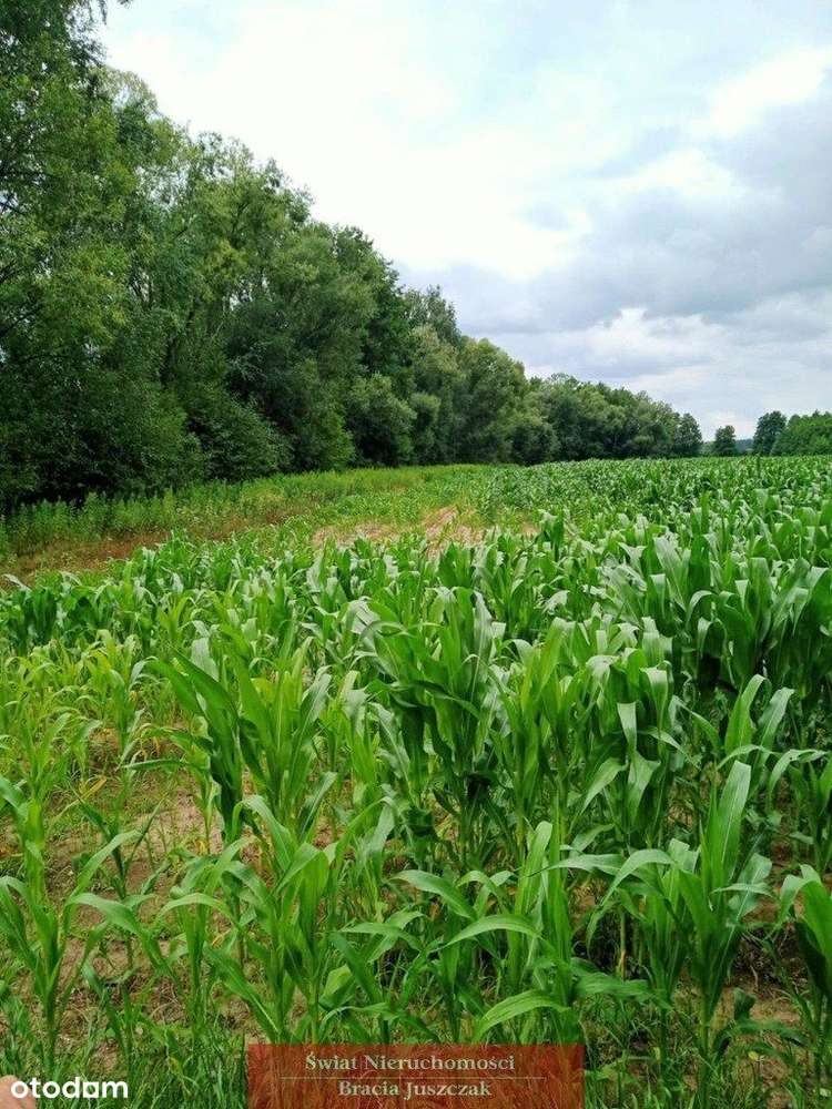 Działka rolna w Dębinie. - Pełny obrazek: 5/5