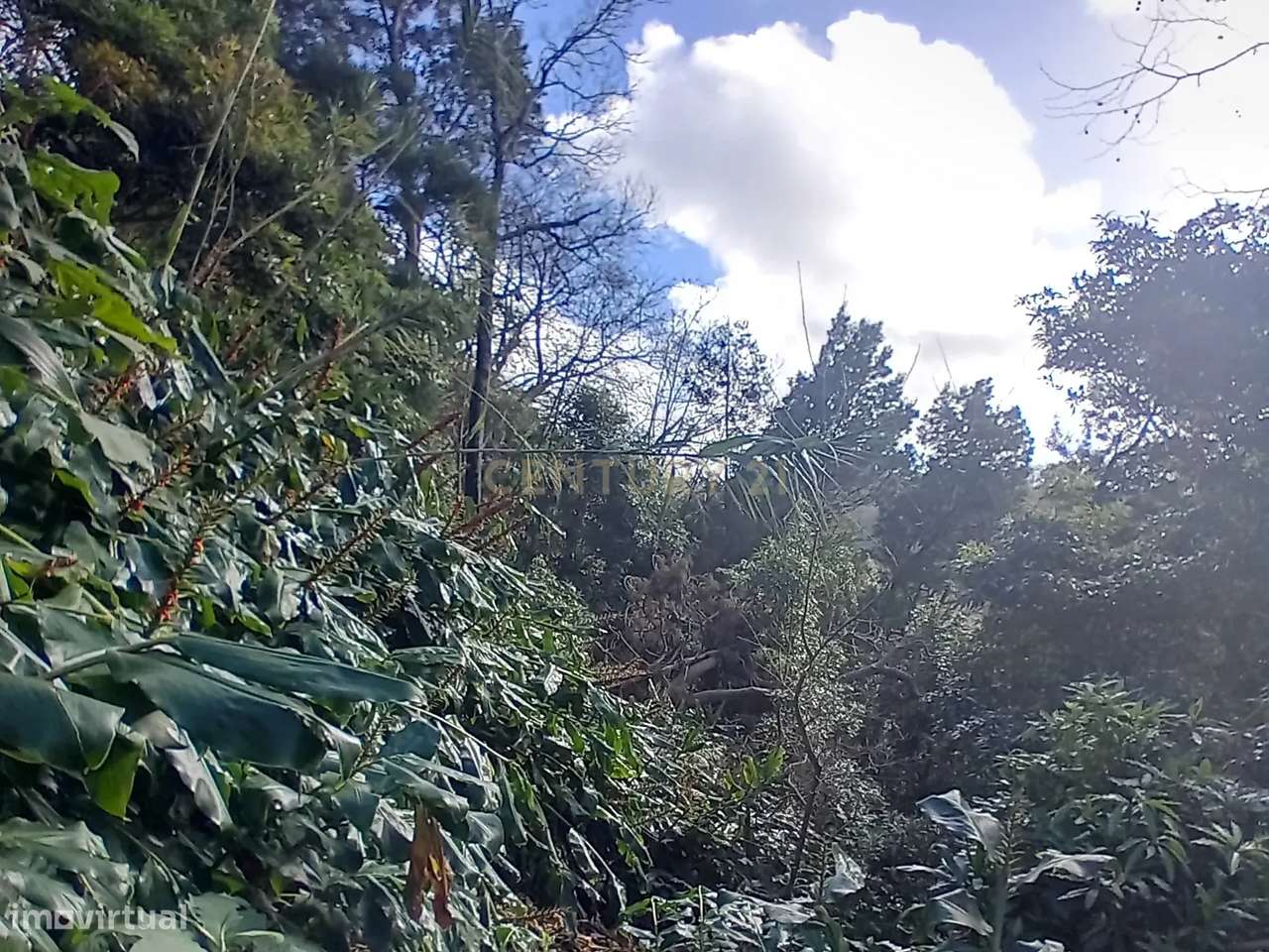 Terreno Rústico de 2860m² nos Fenais da Ajuda – Oportunidade de Invest - Grande imagem: 1/9