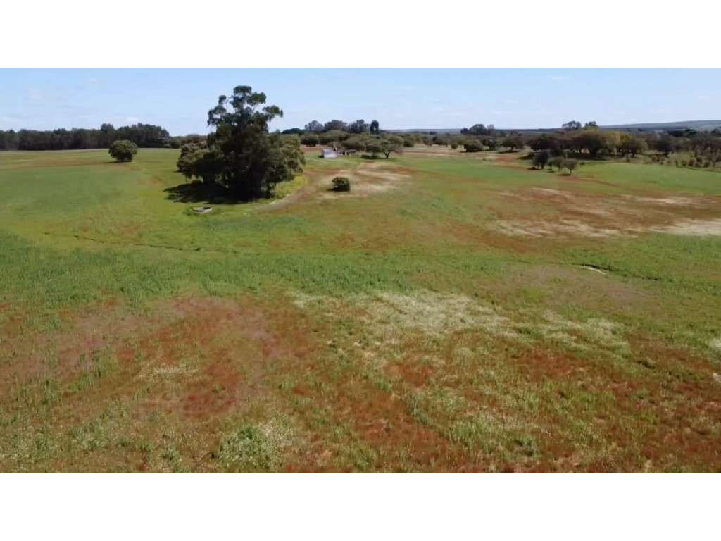 TERRENO DE 22,45 HA COM RUÍNA DE 240 M² PARA RECUPERAÇÃO EM FERREIR...-9