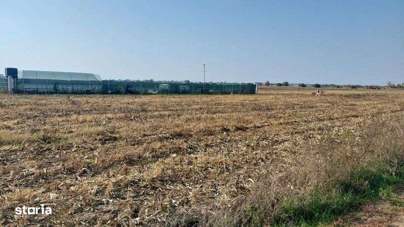 Teren de vanzare Crevedia - Buftea - Darza, 2 loturi de 800mp - Imagine principală: 4/8