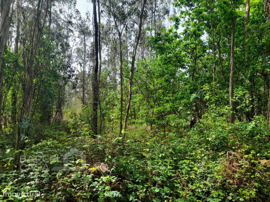 Terreno em Vila Chã - Esposende - Grande imagem: 2/4