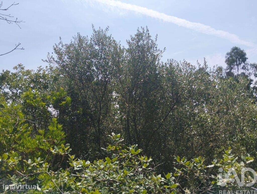 Terreno em Chãos de 1760,00 m2 - Grande imagem: 5/11