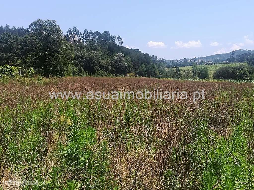 Terreno Agrícola - Prozelo - Grande imagem: 4/4