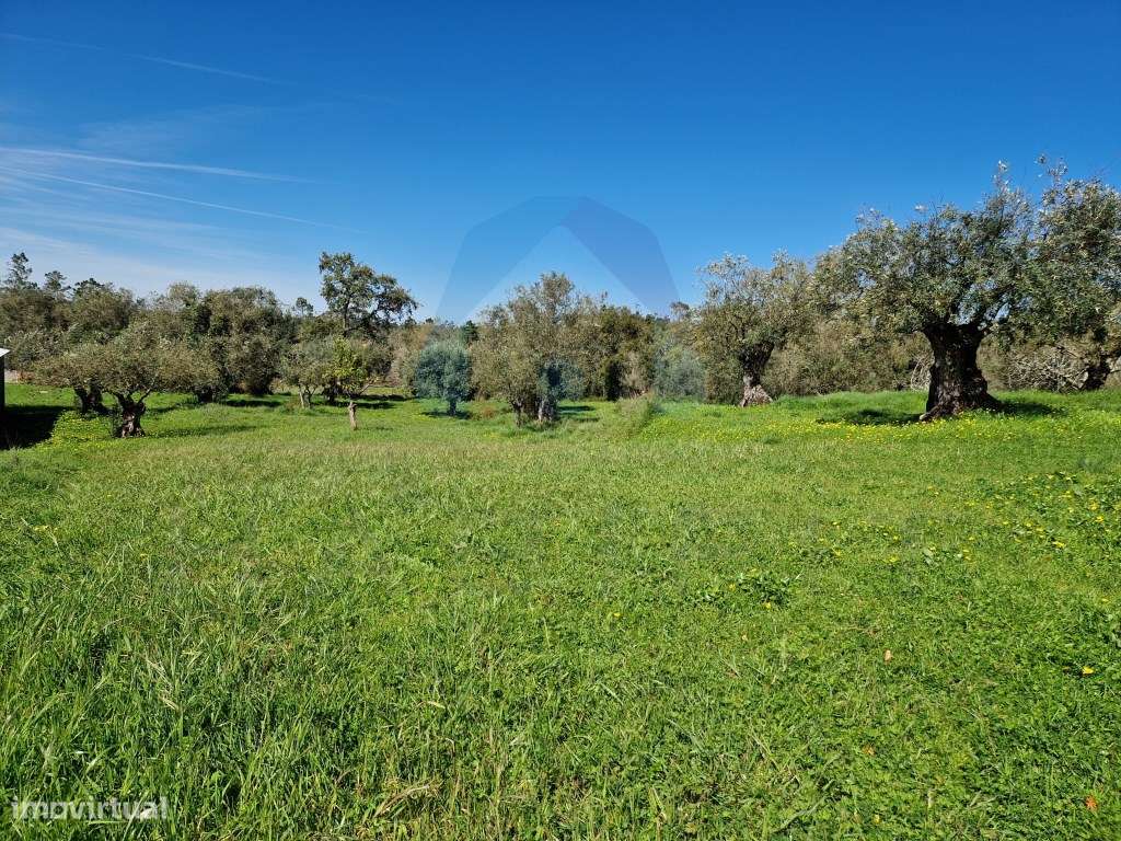 Ruína em Pedra e Terrenos com Viabilidade de Construção - Pombal-12