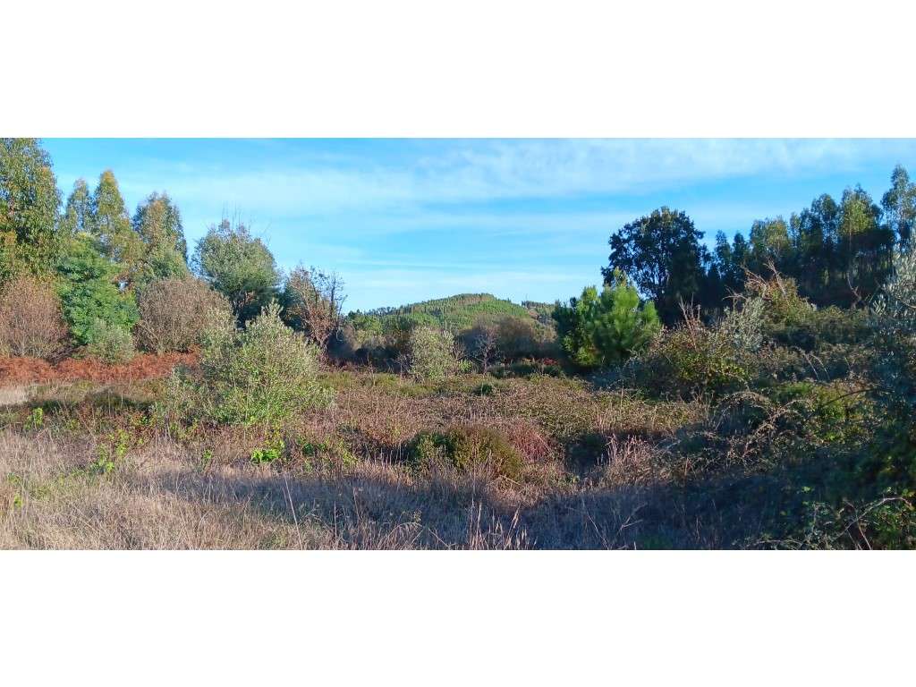 Arrendamento de Terreno Rústico - 24.680 m² , Freguesia de Envendos... - Grande imagem: 3/18