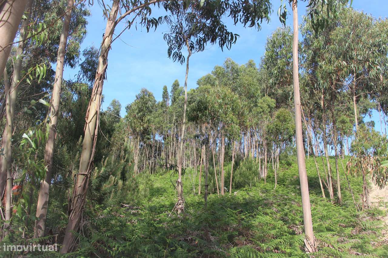 Terreno Rústico - Grande imagem: 2/5