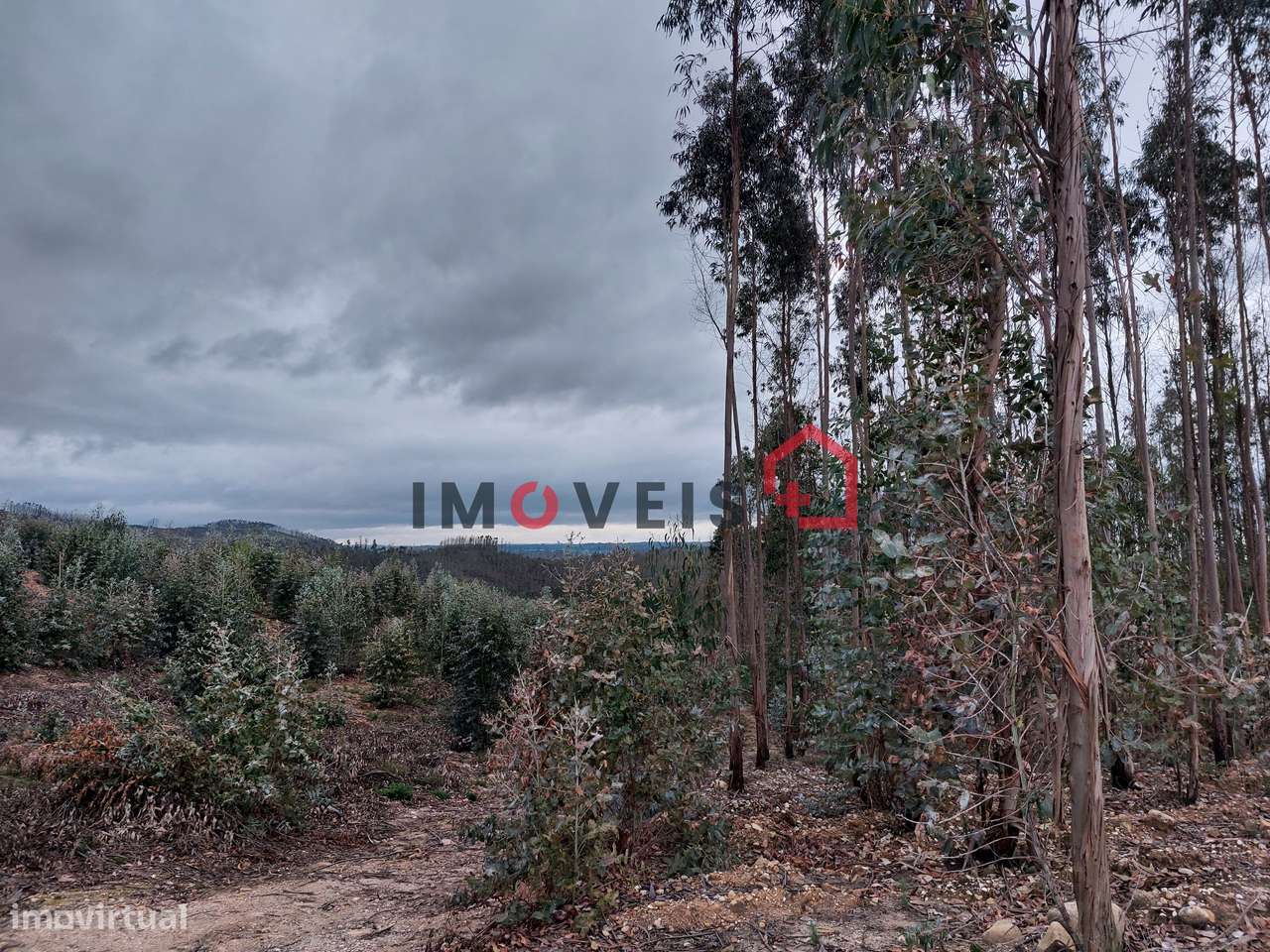 Eucaliptal com cinquenta mil metros quadrados! - Grande imagem: 5/11