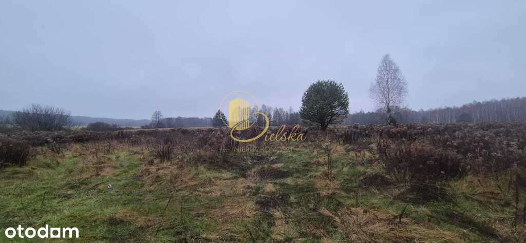 Las, przestrzeń, możliwości: Grzybowce czekają - Pełny obrazek: 4/6