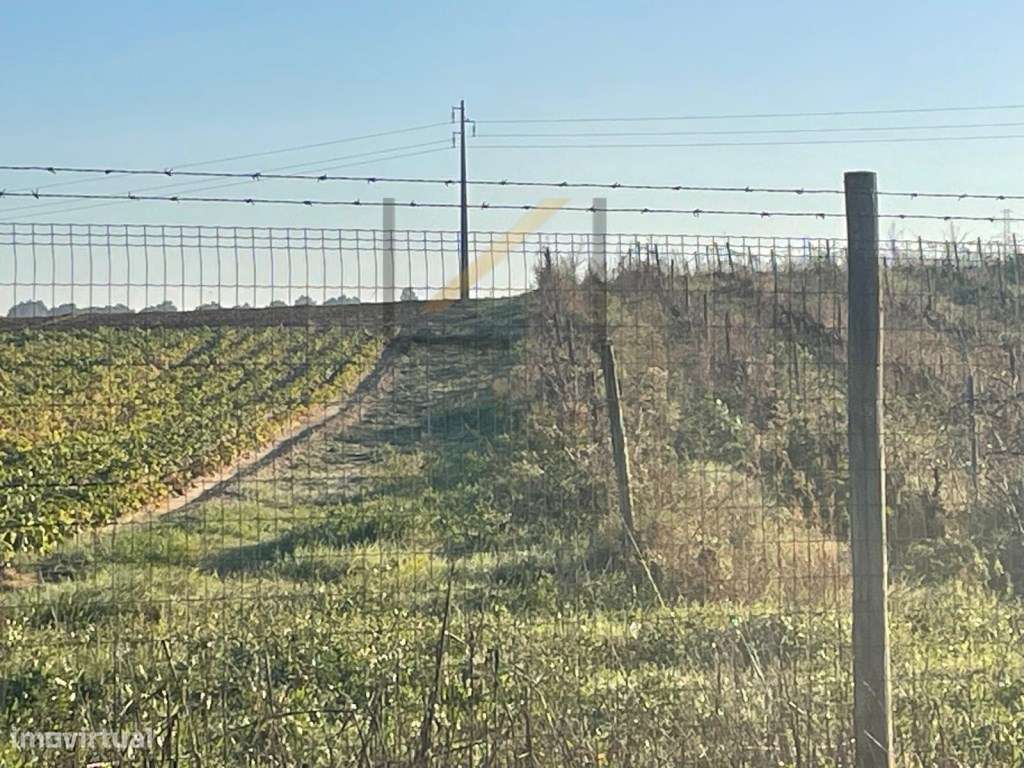 Terreno Rústico com vinhas e furo, Quinta do Anjo, Palmela - Grande imagem: 2/15