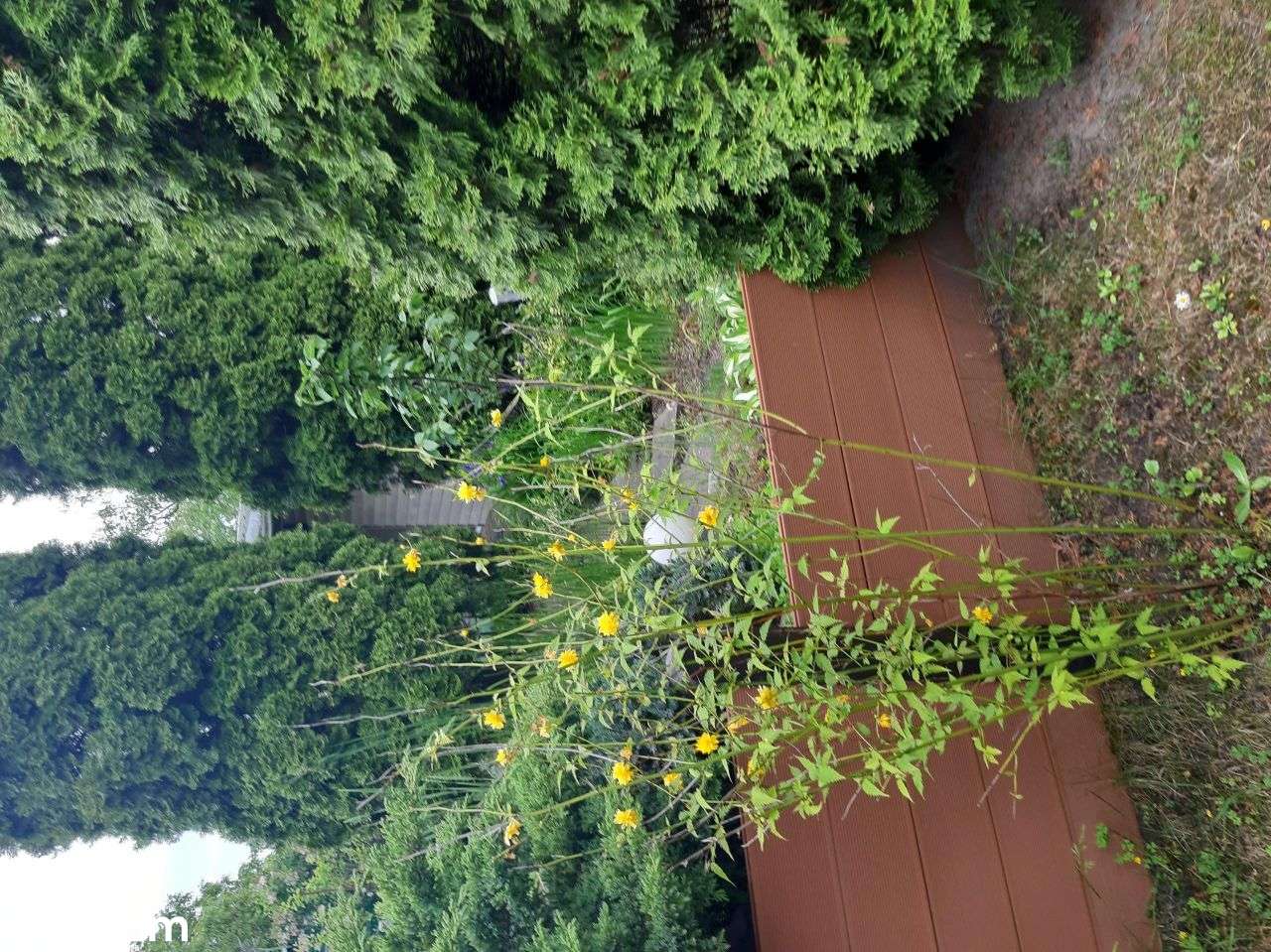 Działka Rod 300m na Paluchu - Pełny obrazek: 2/17