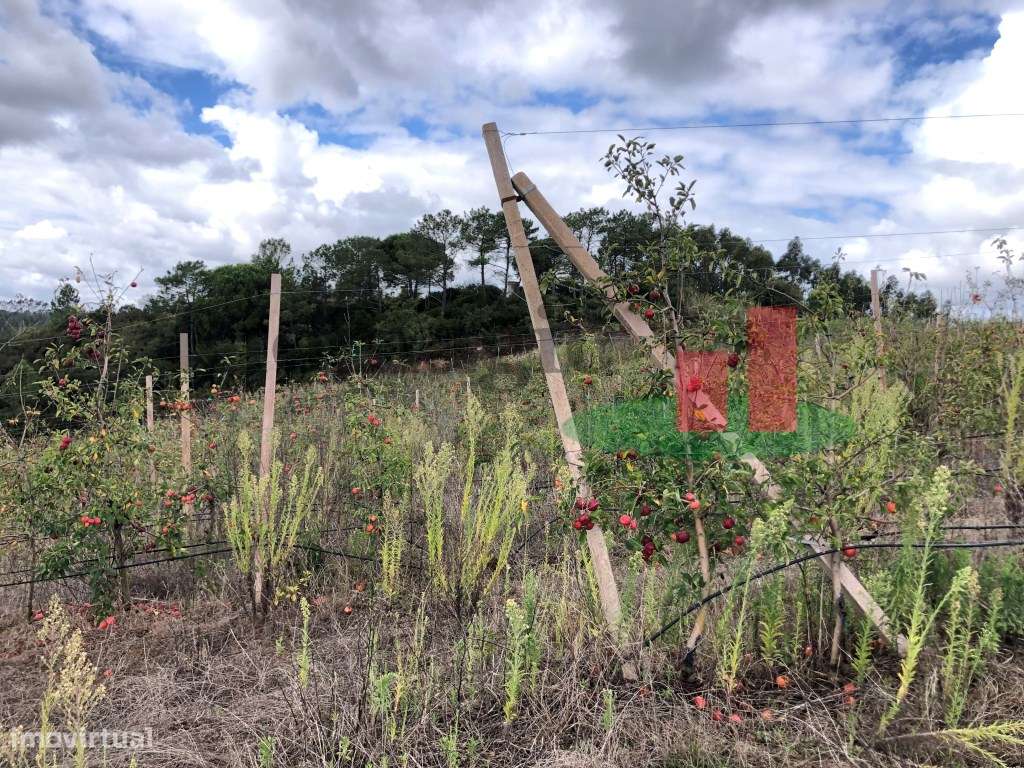 Terreno Rústico com Viabilidade para Armazém Caldas Rainha***RIOMAG... - Grande imagem: 4/9