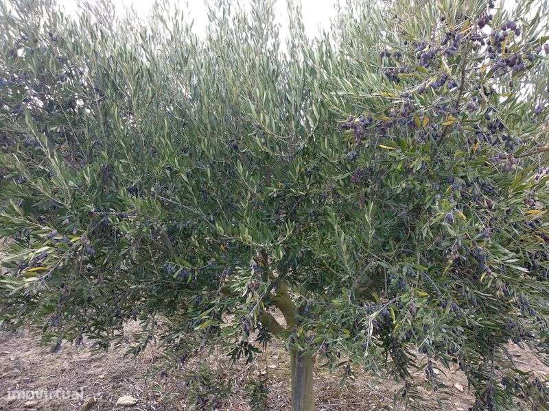 Terreno agrícola com olival 1ha Alenquer - Grande imagem: 5/6