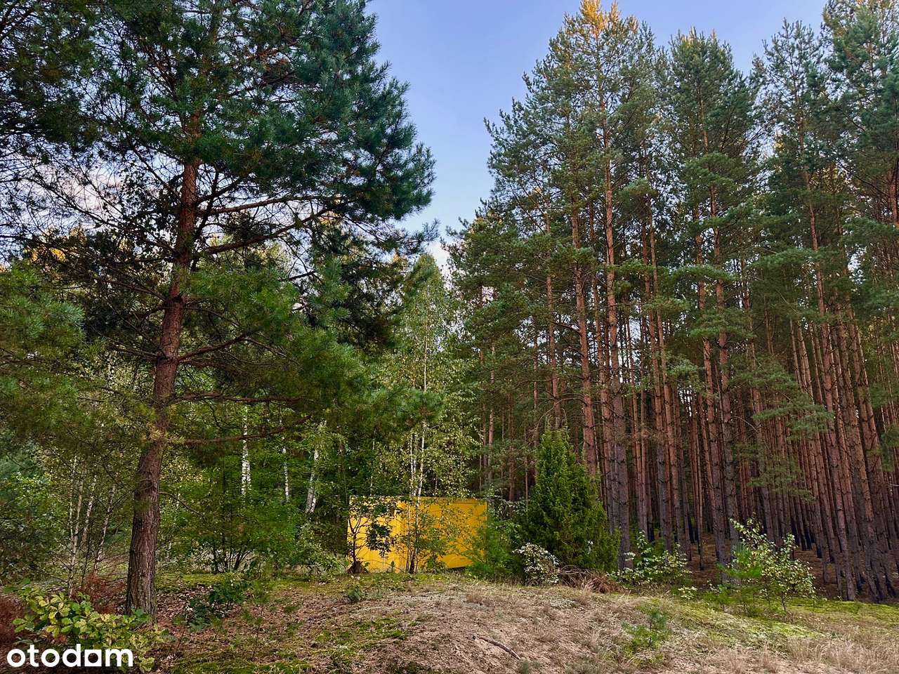 1,64 ha natury z WZ + żółty kontener z widokiem na las - Pełny obrazek: 4/7