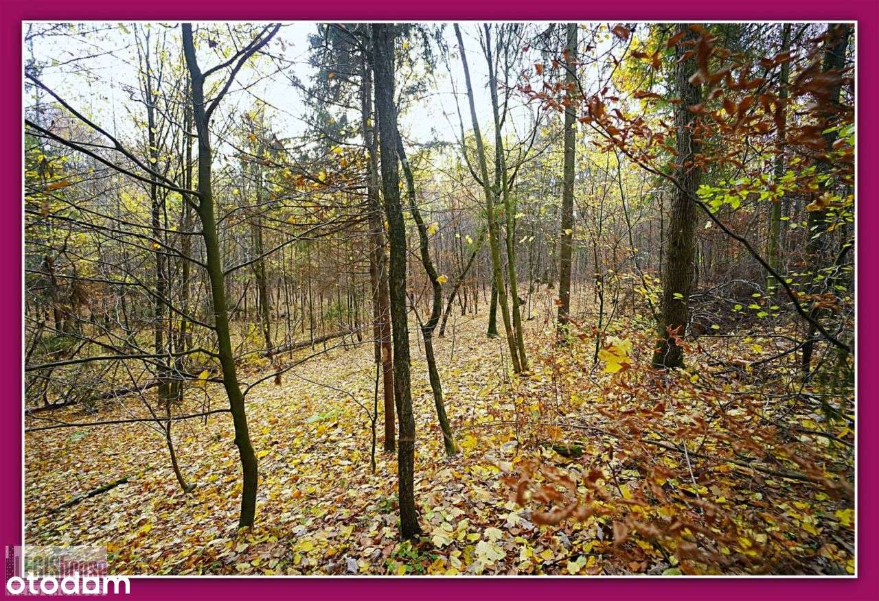 Las 2,2181 Ha*Różnowo*Bogaty Drzewostan*Uzbrojenie-17