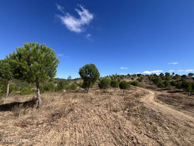 Herdade com 48ha de Natureza c/ Ruína de 53 m² – Ideal Projetos Rurais-18
