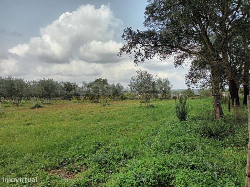 Olival situado na freguesia de Canha, concelho do Montijo - Grande imagem: 4/4