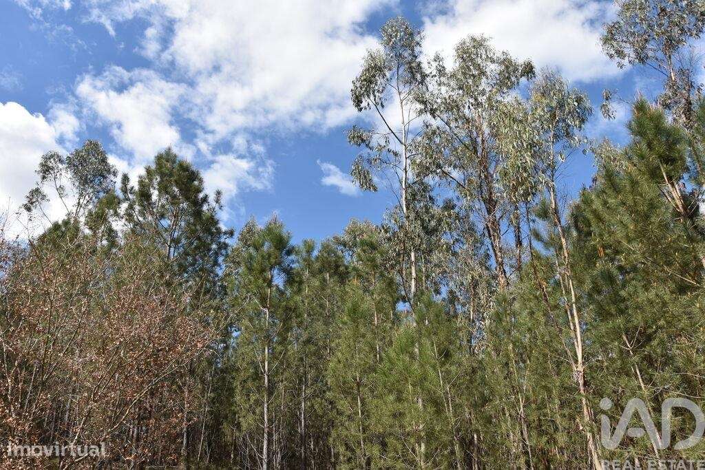 Terreno em Rio de Couros e Casal dos Bernardos de 3487,00 m2 - Grande imagem: 5/18