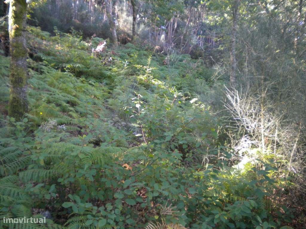 Terreno em Labrujó - Grande imagem: 5/6