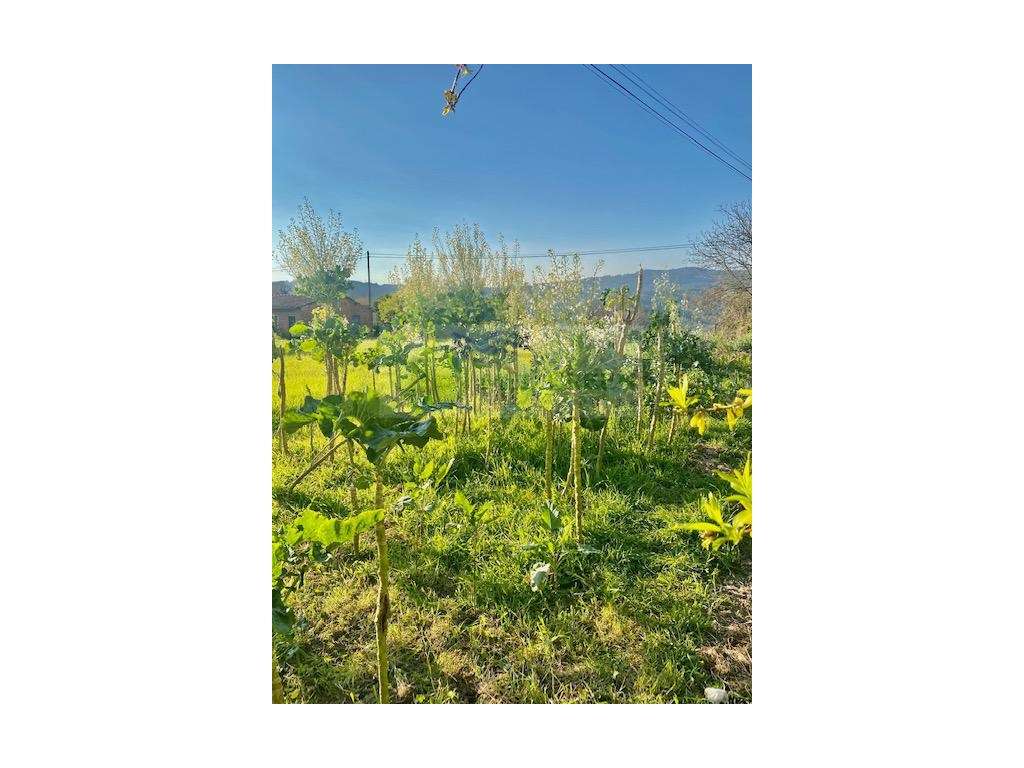 TERRENO COM VIABILIDADE DE CONSTRUÇÃO | CEDRIM E PARADELA - Grande imagem: 4/6