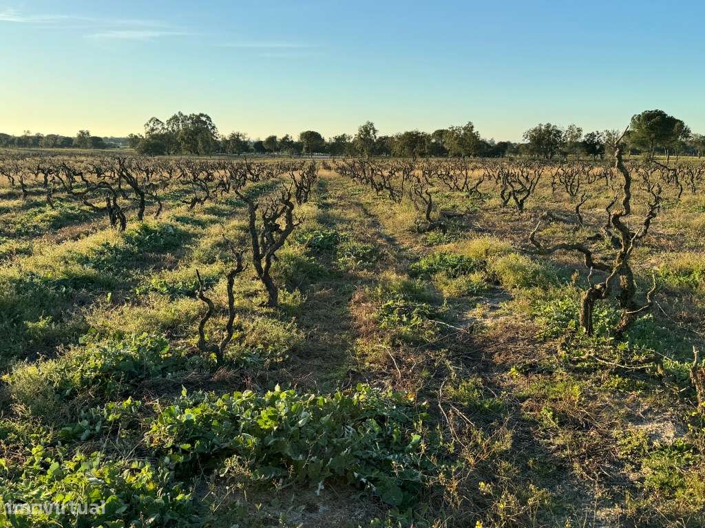 Terreno com 50.000m2 Rústico, possível construir moradia, em Pegões-8