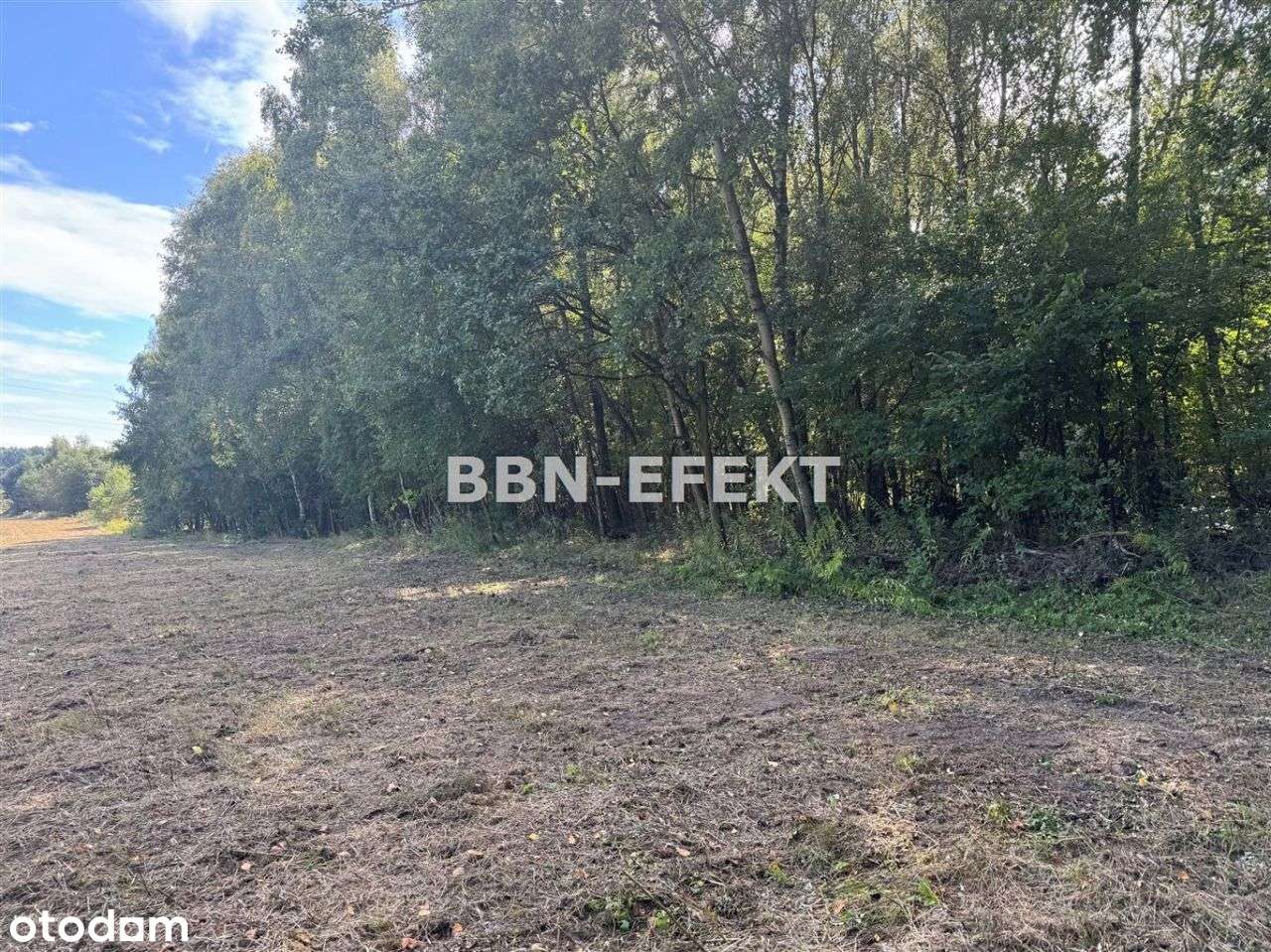 Działaka leśna - Pełny obrazek: 4/9