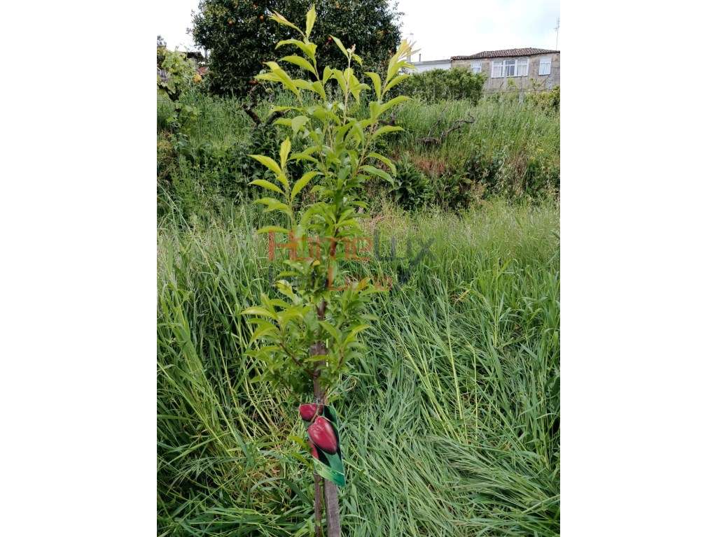 Quinta com Projeto para Turismo Rural em São Pedro do Sul-28