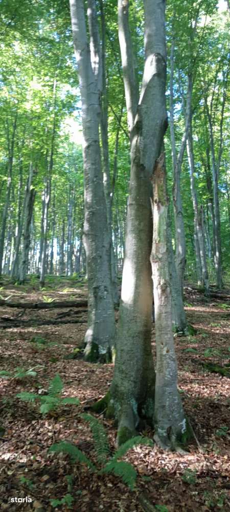 Teren Extravilan 5,25 Ha - Pădure de Fag vechime 120 ani - Imagine principală: 4/5