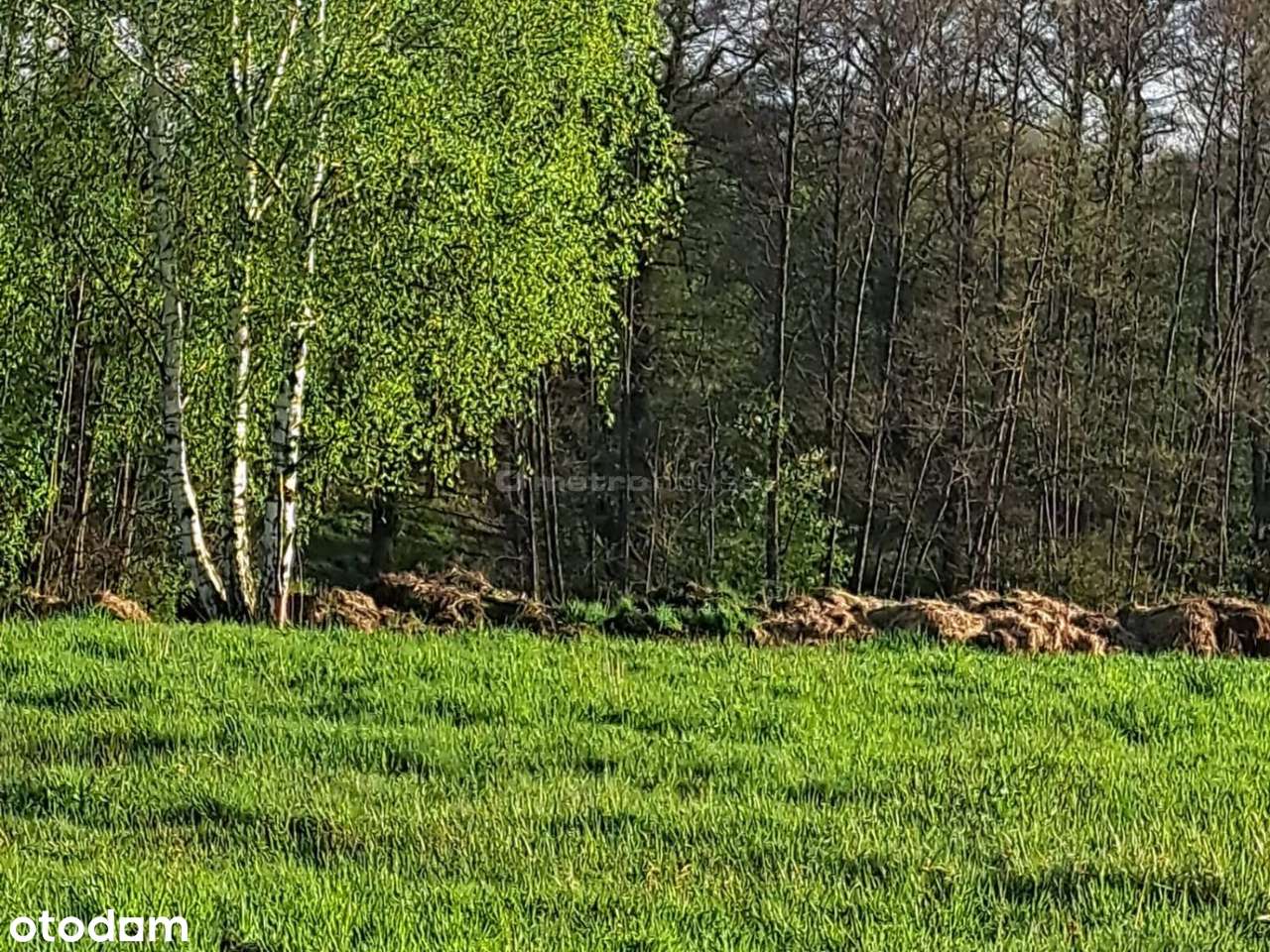 Dom, rekreacja i las w jednym miejscu  Knurów-1