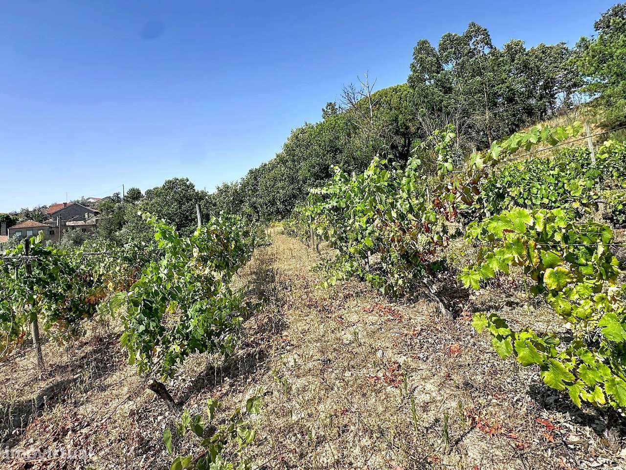 Moradia Térrea com Vista Panorâmica e 4.500 m² de Terreno | Vila Cova,-44