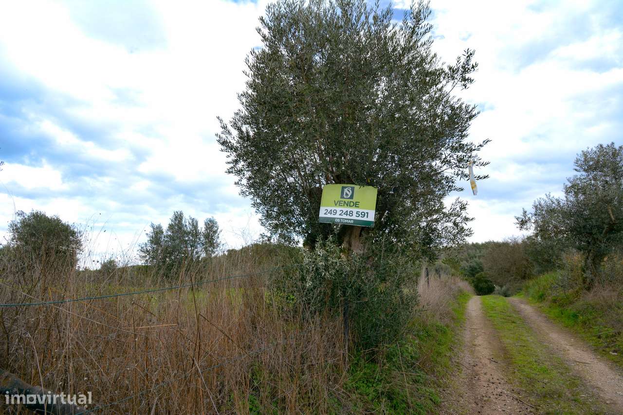 Terreno  Venda em Asseiceira,Tomar-5