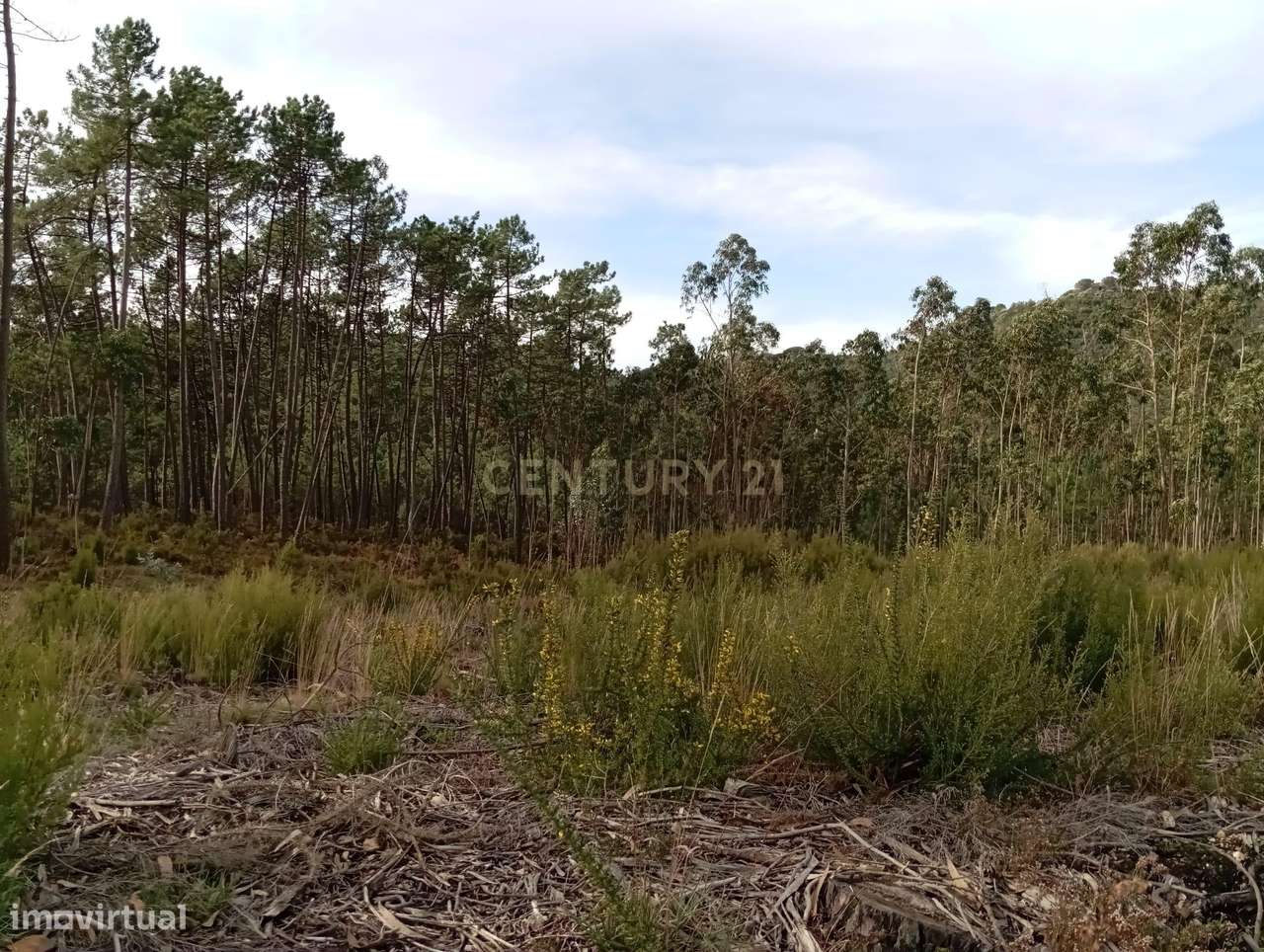 Terreno para Construção – Oportunidade Única! - Grande imagem: 5/8