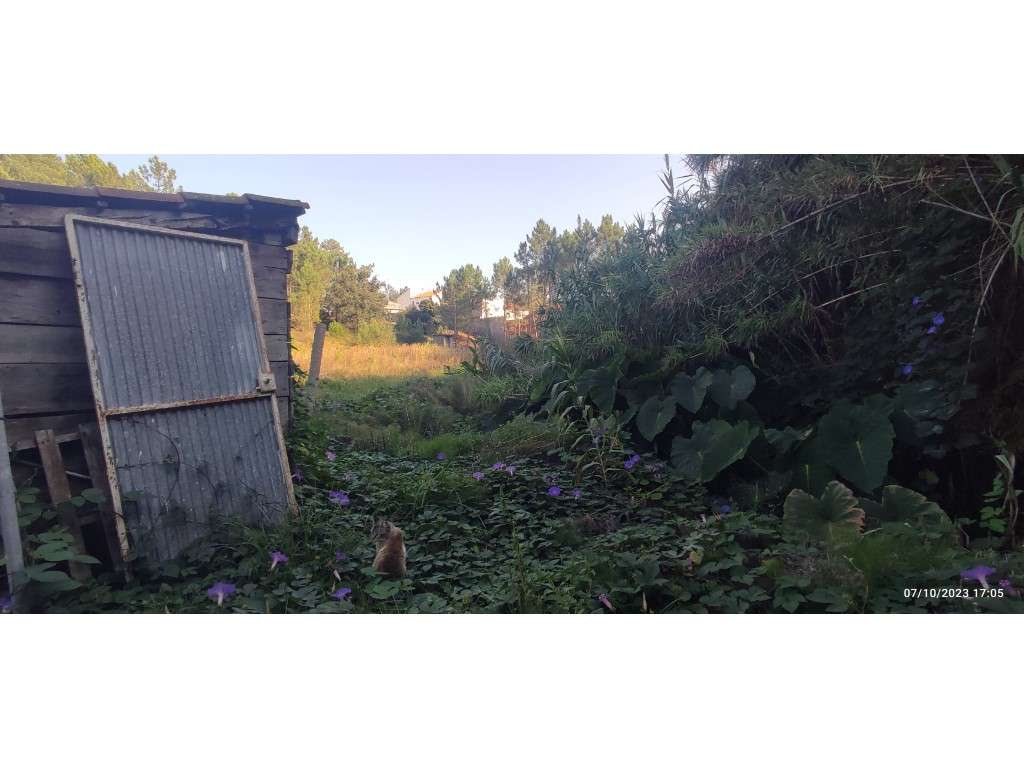 Quinta com duas moradias, anexos, diversas arvores de fruto, vinha ...-8