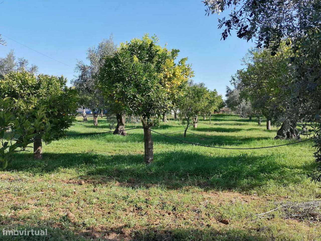 Quinta no Carapetal-11