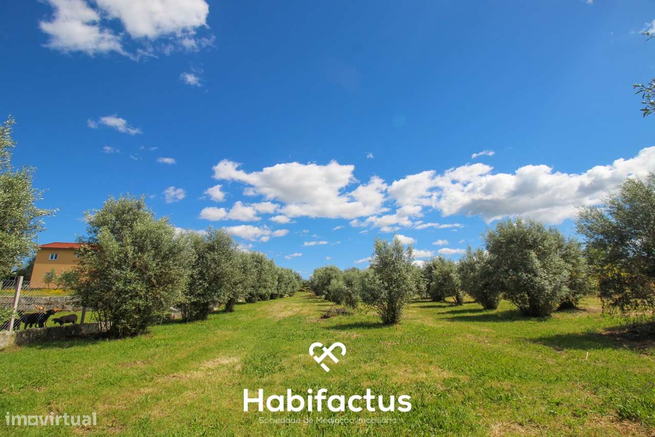 Terrenos à Venda – 6 Hectares em Canas de Senhorim, Nelas - Grande imagem: 5/13